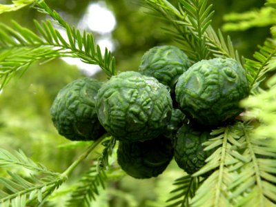 Taxodium mucronatum Ten. Cupressaceae. "Ahuehuete, árbol de la noche triste".