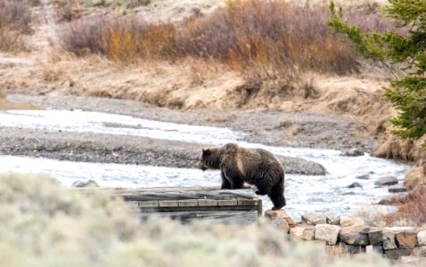 Grizzly bear on a trail