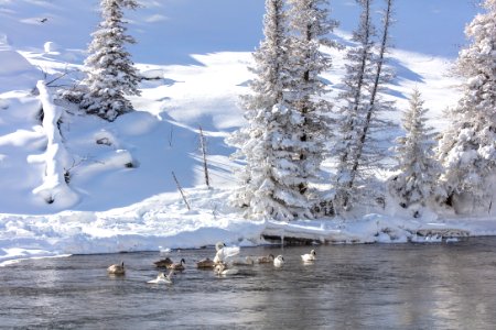 Trumpeter Swans on the Madison River photo