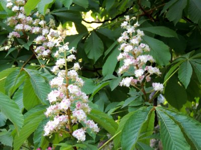 Aesculus hippocastanum L. Sapindaceae. "Castaño de Indias", "falso castaño".