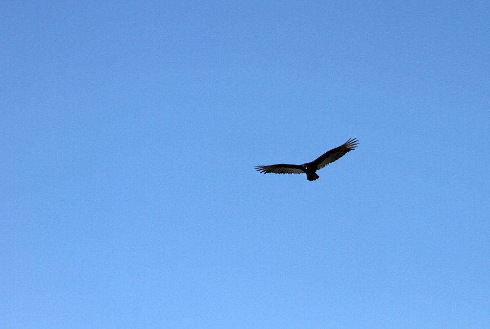 Turkey vulture