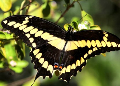 SWALLOWTAIL, GIANT (Papilio cresphontes) (3-7-13) key west tropical forest and botanical garden, key west, monroe co, fl (1) photo