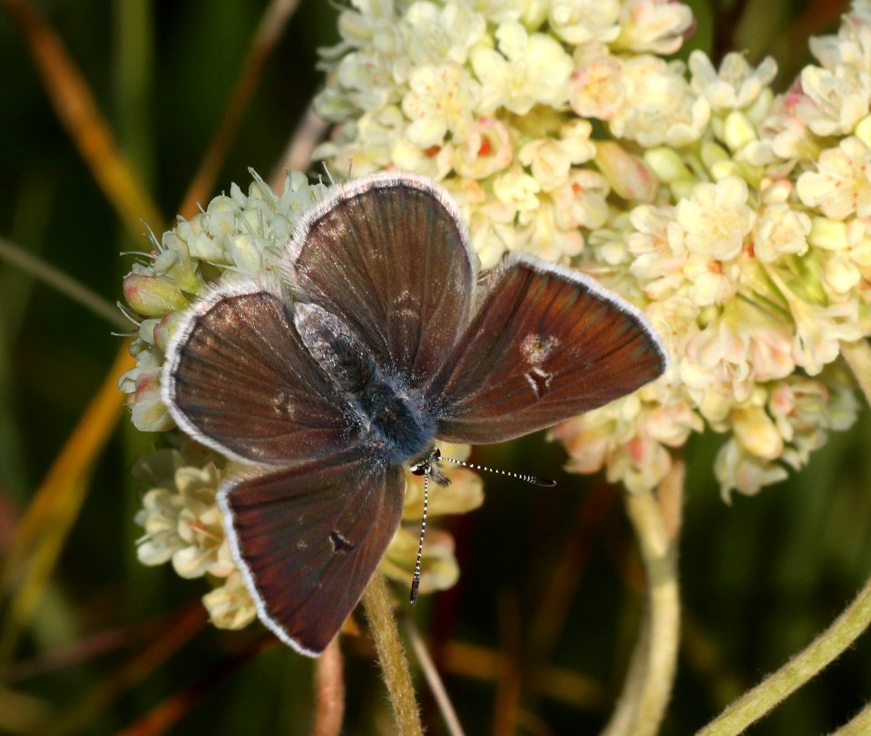 BLUE, ARCTIC (Agriades glandon) (8-19-2020) 7200 ft, west of togwotee pass, teton co, wy -02