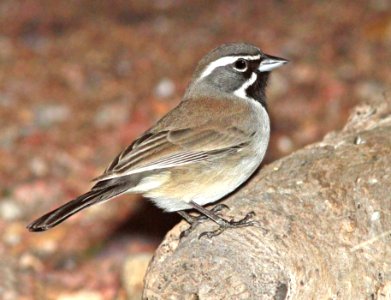 880 - BLACK-THROATED SPARROW (12-23-12) 78 circulo montana, patagonia lake ranch estates, scc, az  (1)