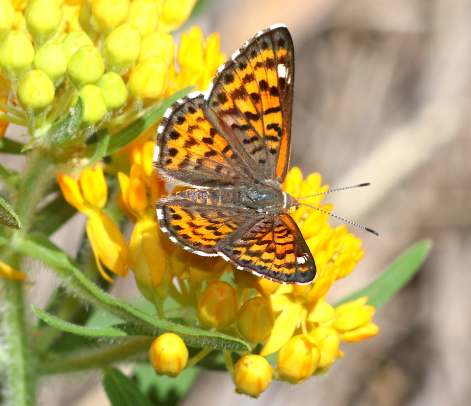 METALMARK, NAIS (Apodemia nais) (6-14-2020) miller canyon, huachuca mts, cochise co, az -01