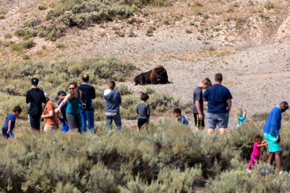 Safe wildlife watching distances in Hayden Valley