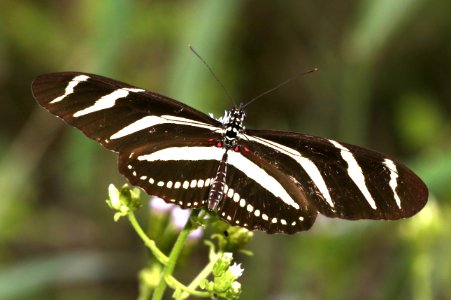 HELICONIAN, ZEBRA (Heliconius charithonia) (11-11-2016) santa ana r w r, hidalgo co, tx -03