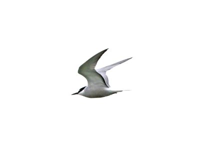 378 - ALEUTIAN TERN (6-9-2016) council road, nome alaska -01