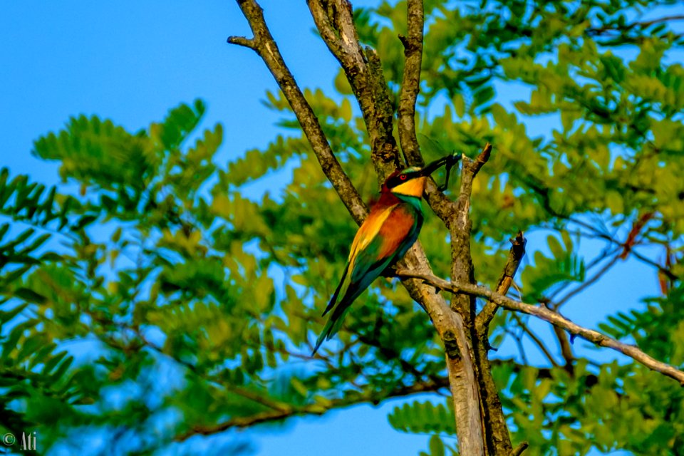 European bee-eater