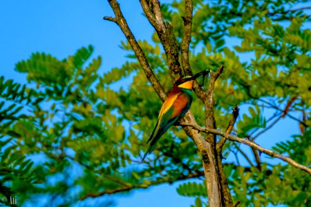European bee-eater photo