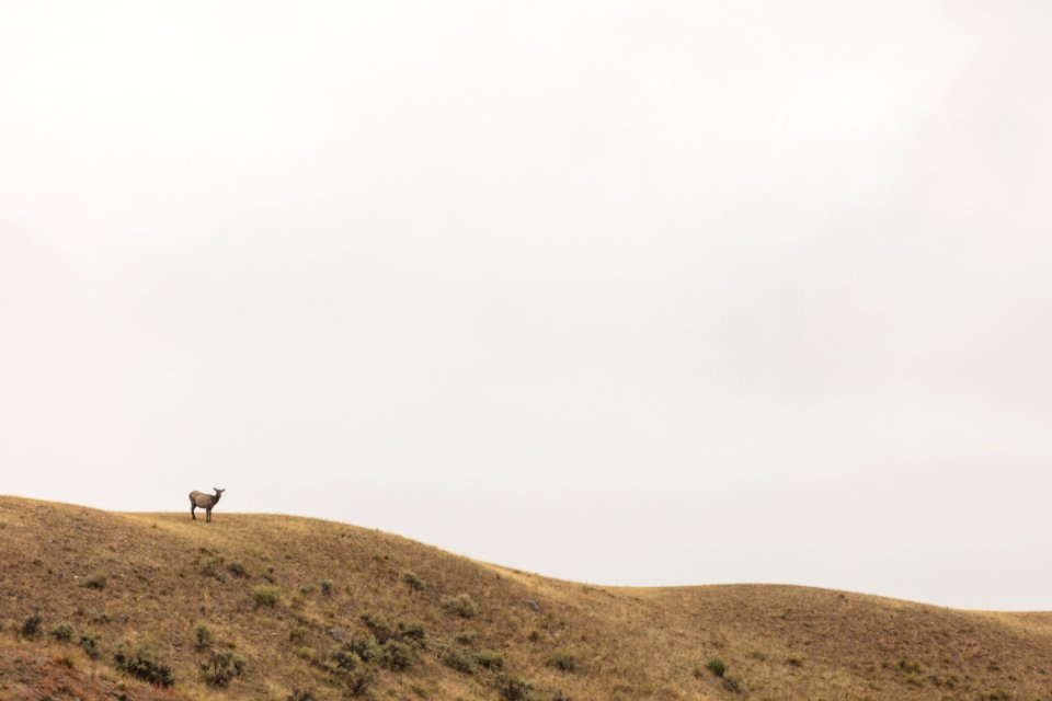 Cow elk on an overcast fall day