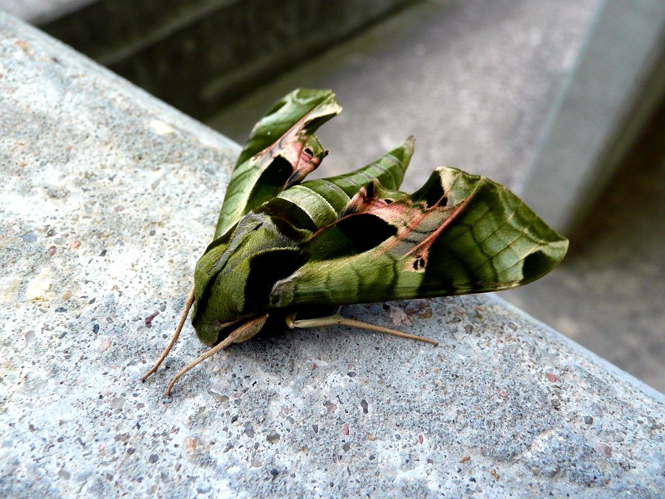 camouflaged moth