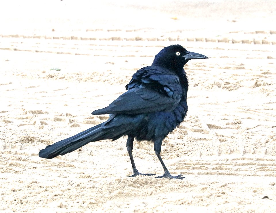 939 - GREAT-TAILED GRACKLE (11-7-2016) boca chica beach, cameron co, tx