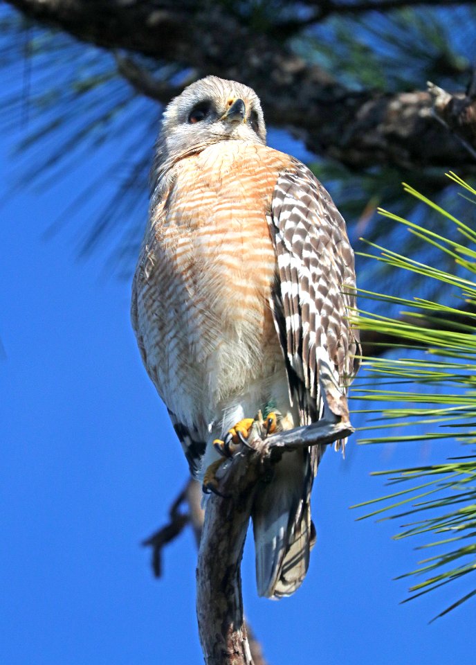 223 - RED-SHOULDERED HAWK (1-8-2020) florida race, everglades national park, miami-dade co, fl -02
