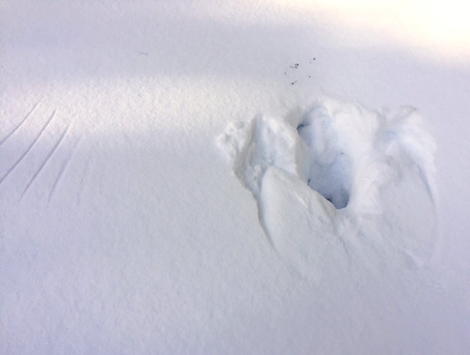 Great gray owl plunge hole