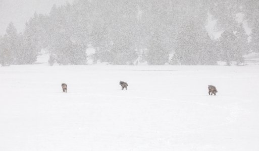 Wolves on Fountain Flats