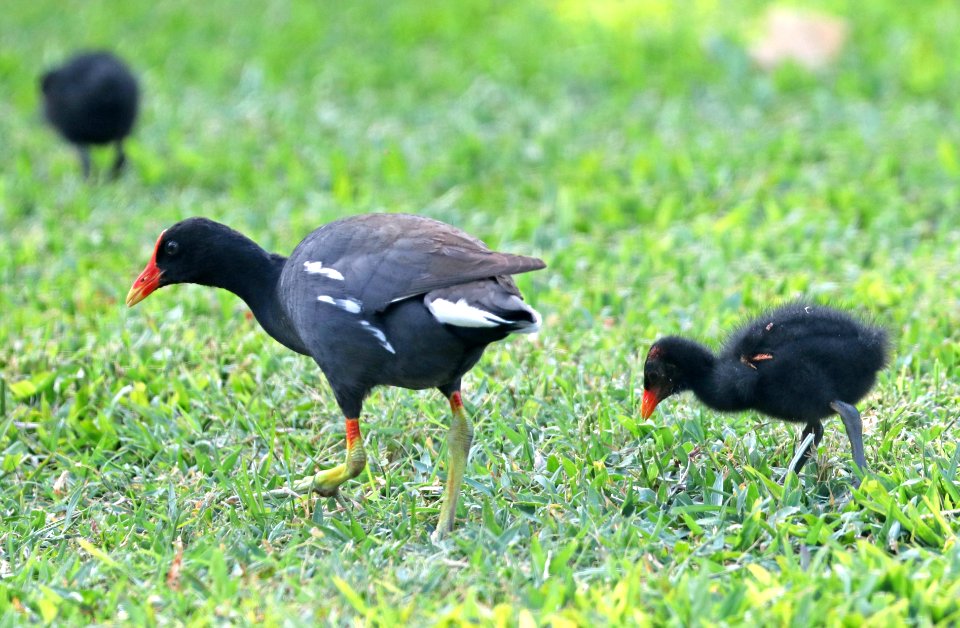COMMON GALLINULE (4-30-2018) ninini lighthouse, lihue, kauai co, hawaii -01