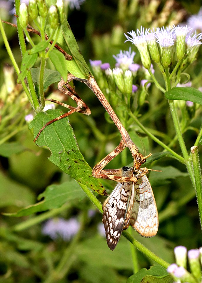 MANTIS, TEXAS UNICORN (Phyllovates chlorophaea) (10-30-2015) national butterfly center, mission, hidallgo co, tx -03