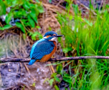 Kingfisher