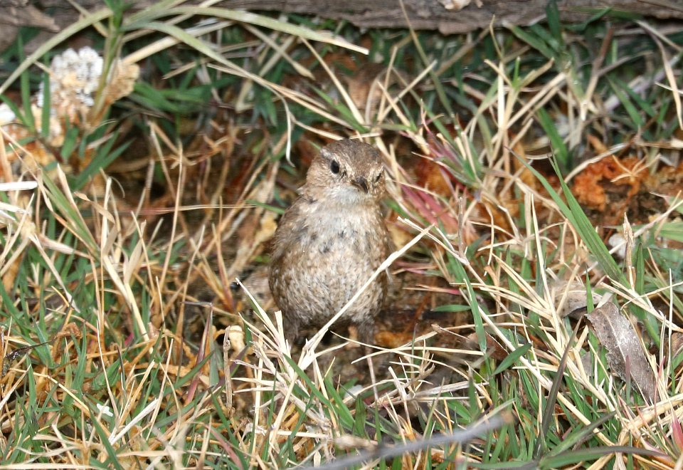 694 - WINTER WREN (2-5-2017) patagonia lake, santa cruz co, az -02