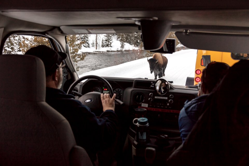 Waiting for bison to pass in a snowcoach