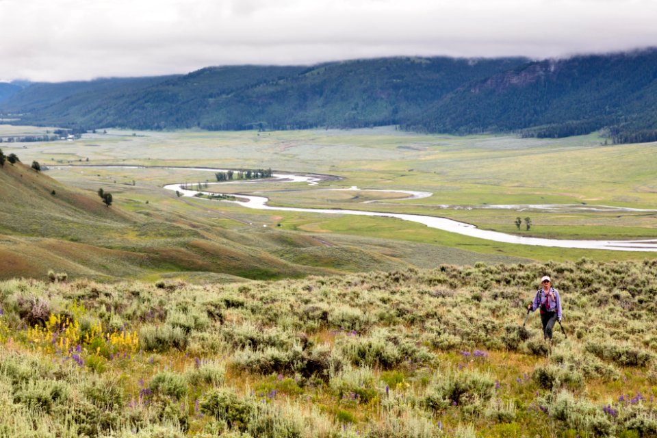 Hiker in Lamar Valley (3) photo