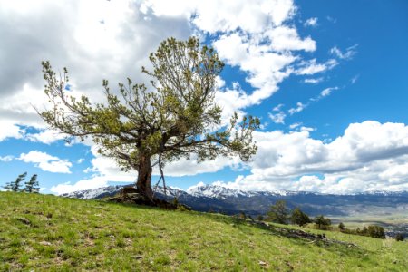 White pine on Mount Everts