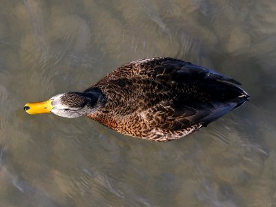 027 - MALLARD (Northern x Mexican hybrid male) (12-5-2016) farmington, san juan co, new mexico -a (1)