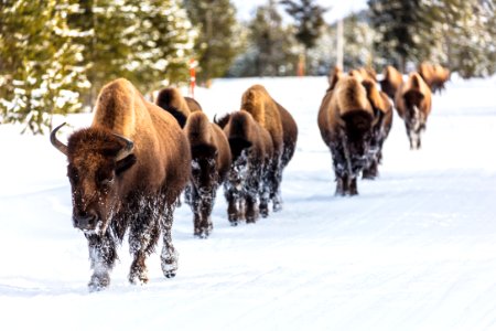 Last Bison Group of the Day (4)