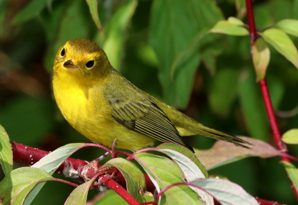 848 - WILSON'S WARBLER (9-19-2020) little colorado river, west of eagar, apache co, az -15