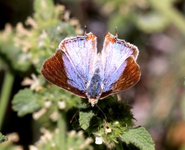 CREAMY STRIPE-STREAK (Arawacus jada) (5-19-2020) sunny flats cg, cave creek canyon, chiricahua mts, cochise co, az -46