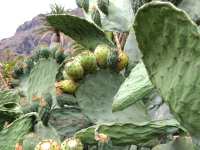 Opuntia ficus-indica (L.) Mill. Cactaceae. "Chumbera; tunera".
