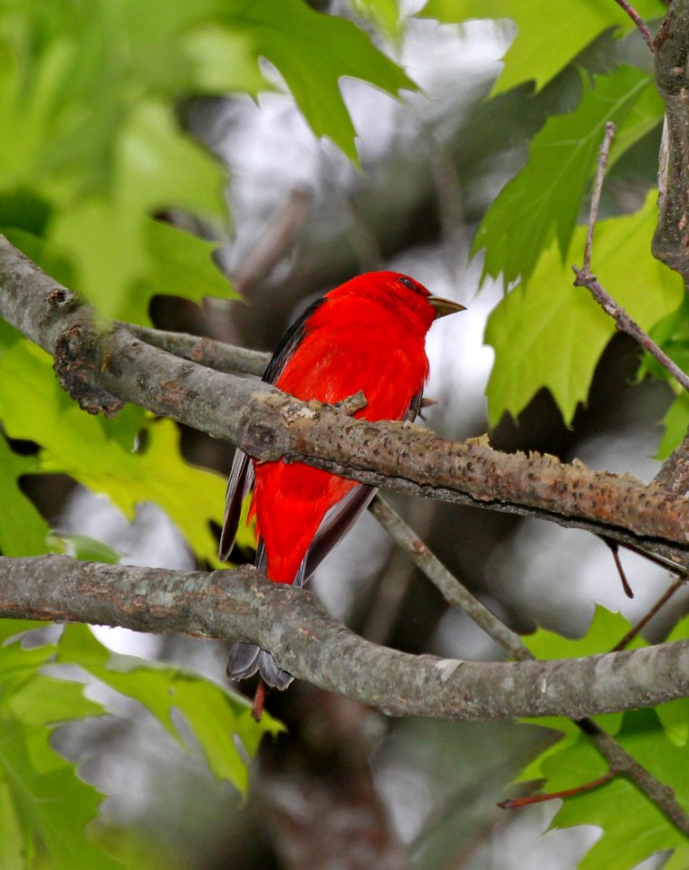 912 - SCARLET TANAGER (5-21-2015) oakham, worcester co, ma -01