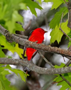 912 - SCARLET TANAGER (5-21-2015) oakham, worcester co, ma -01