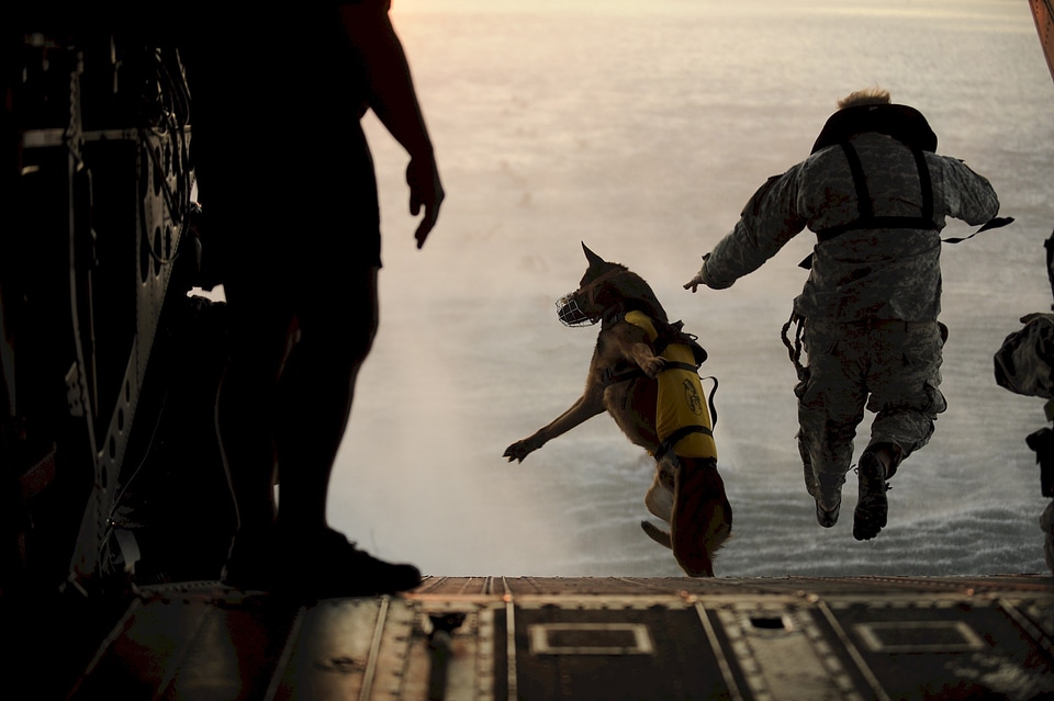 Canine falling parachuting