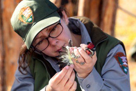 Yellowstone Bird Program (19): Wildlife Biologist Lauren Walker examines the tail feathers of a red-naped sapsucker photo