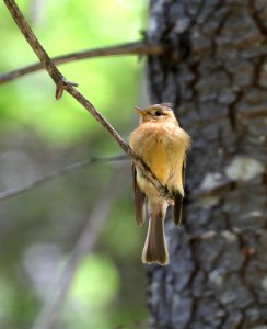 569 - TUFTED FLYCATCHER (5-30-2016) ramsey canyon, huachuca mts, cochise co, az (6)