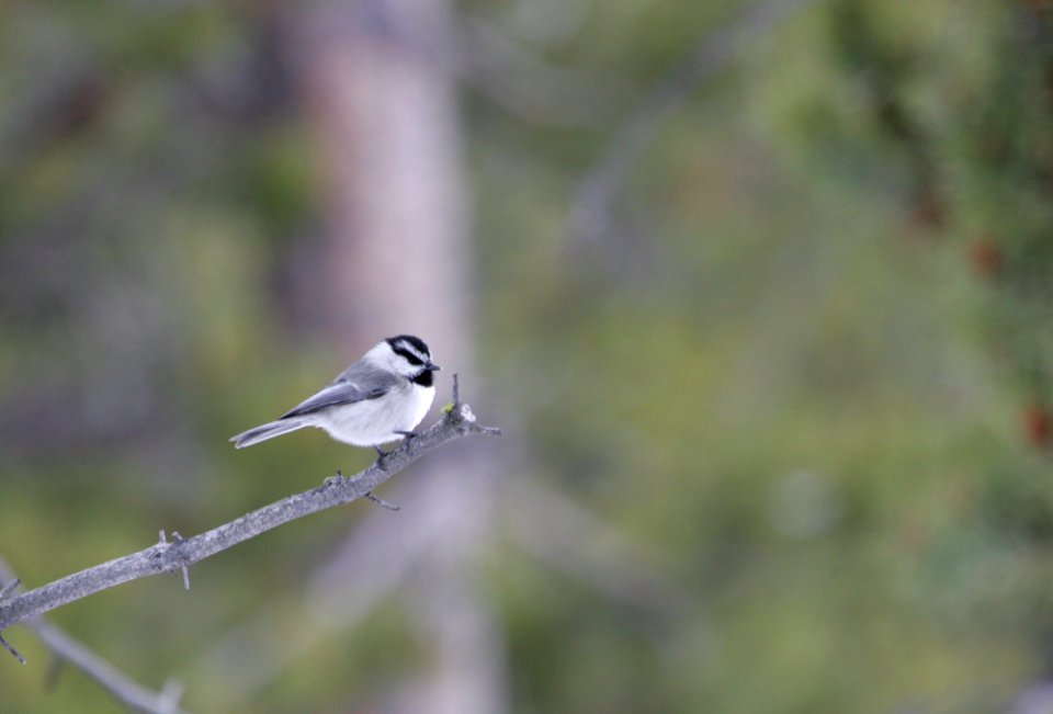 Mountain chickadee photo