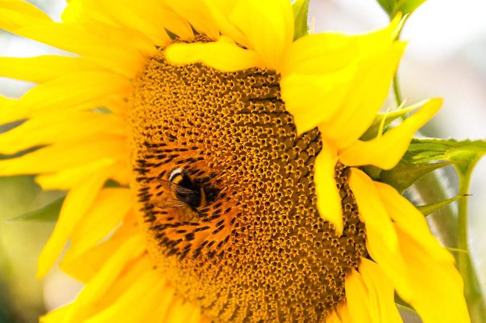 Agriculture environment yellow
