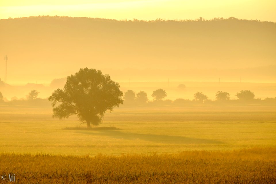 in a misty morning