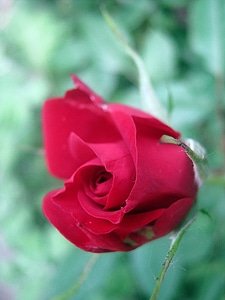 Spring flower red rose