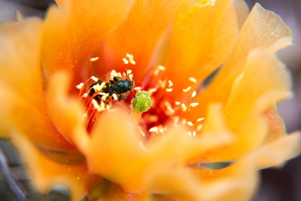 Prickly pear cactus