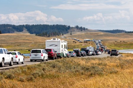 Bison Jam in Hayden Valley (wide)