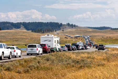 Bison Jam in Hayden Valley (wide) photo