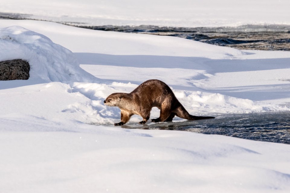 River otter walks along the bank of Lamar River