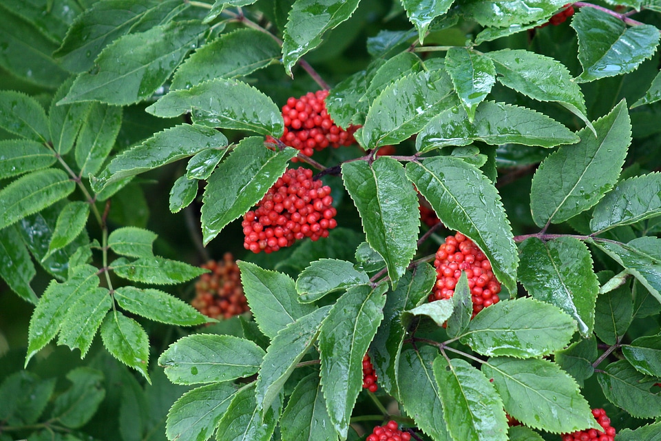 Fruits bush rowanberries