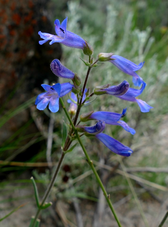 Blue penstemon (Penstemon cyaneus)