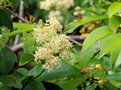 Hippocratea volubilis L. (Celastraceae)