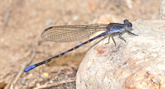DANCER, KIOWA (Argia immunda) (10-23-2020) san marcos river, caldwell co, tx-01 male