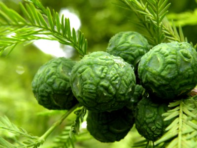 Taxodium mucronatum Ten. Cupressaceae. "Ahuehuete, árbol de la noche triste".